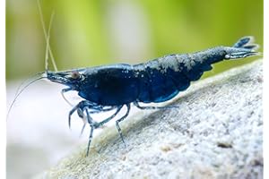 Garnelen Garnelio - Blue zaffiro