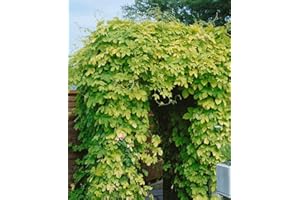 Humulus lupulus 'Aureus' 60-100 cm - Gold-Hopfen, gelbgrünes Laub, ideal für Pergolen und Zäune, bienenfreundlich, schnellwachsend