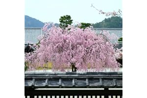 YOUGARDEN Flowering Cherry 'Kiku Shidare Zakura' (Cheal's Weeping) 110-130cm Bare Root Tree