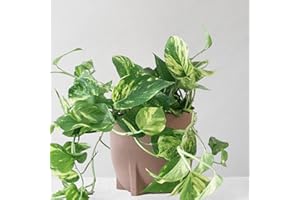 Leaf Envy Golden Pothos Indoor Plant, 35-80cm Tall, Vibrant Foliage, Low Light, Easy Care Plant, Epipremnum Aureum Trailing & Hanging Houseplant, Devils Ivy Plant Available with Nursery Pot