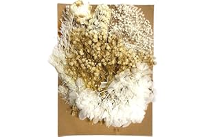 MEMOFYND 1 juego de flores secas, flores secas, flores secas para manualidades, flores secas para arte, flores secas para manualidades, adecuado para álbumes de recortes y manualidades