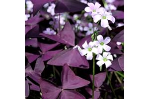 Bolly Bulbs® - Oxalis Triangularis - False Shamrock (6 Bulbs)