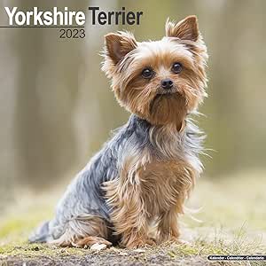 Yorkshire Terrier Calendar 2023 | Square Dog Breed Yorkie Wall Calendar