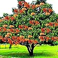 Ohhsome Sita Ashok Ashoka Ashopalava Asokamu Saraca Asoca Sapling Plant. Herbal Plant Sita_Ashoka (Healthy Live Plant)