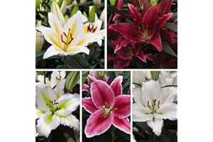 THOMPSON & MORGAN Colourful Scented Lily Giant Oriental Collection Garden Plants Hardy Bulb Garden Plants Easy to Grow Your Own 24x Bulbs by Thompson and Morgan