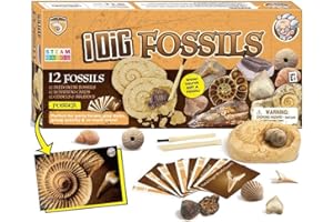 Dr. Daz - 12 Fossil da Collezione Naturali - Paleontologia - Regali Pasqua Bambini