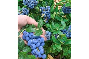 BALDUR Garten Trauben Heidelbeere 'Reka® Blue', 1 Pflanze, Blaubeeren Heidelbeeren Pflanze, Vaccinium corymbosum, reichtragend, wächst auf allen Gartenböden, winterhart