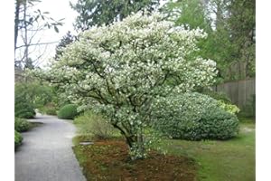 Osmanto "Osmanthus x Burkwoodii" pianta da siepe sempreverde in vaso ø9 Vivaio di Castelletto