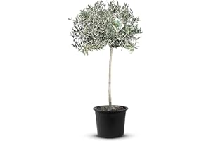 Tropictrees Árbol de olivo alto de 140 cm de olivo natural resistente al invierno, contorno del tronco de 6 a 8 cm, tronco maduro con tallo para decoración del hogar o jardín