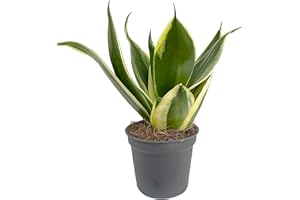 Clouds Hill Succulents Birds Nest Snake Plant (Sansevieria trifasciata Jade Pagoda) Potted Succulent House Plant (in 6cm Plastic Pot)