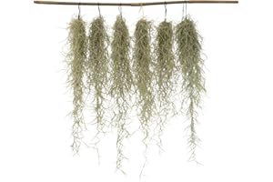 Plant in a Box - Tillandsia Usneoides - Set de 6 - Musgo español - Plantas de interior - Altura 25-40cm