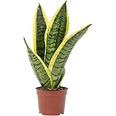 Plante D'intérieur Sansevieria Trifasciata Laurentii - Pot 14 Cm, Hauteur ~45 Cm - Facile D'entretien, Purifie L'air