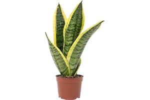 FLOWERBOX Sansevière - plante d'intérieur facile d'entretien, Sansevieria trifasciata 'Superba' - hauteur env. 30 cm, pot-Ø 9 cm