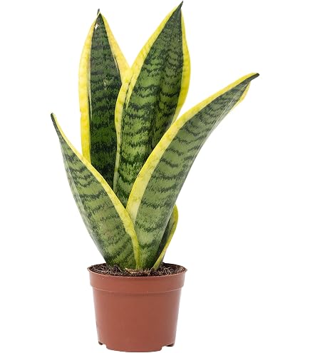 Echte Aloe - pflegeleichte Zimmerpflanze, Aloe vera - Hhe ca. 35 cm,  Topf- 12 cm : Amazon.de: Garten