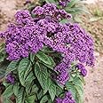 Heliotrope ‘Dwarf Marine’ (Heliotropium) 1 Packet of Seeds (150 Seeds) by Thompson and Morgan