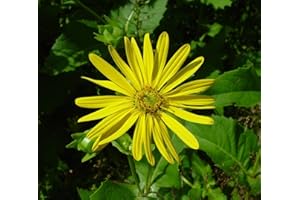Chinis 100 graines Silphium Silphium Perfoliatum vivace semences de qualité fourragère bonsaï