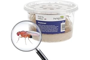 Livefoods4u Live Flightless Fruit Flies – Live Food for Reptiles, Amphibians, and Invertebrates (Fruit Fly Culture - may not have hatched flies at first)