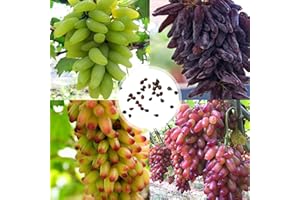 MONNADU Frische Fruchtsamen mit 100 Stück / Beutel Traubenkerne Starke Vitalität Umweltfreundliche georgische Traube Obstkerne zum Pflanzen Garten Hof Home Landschaftsbau