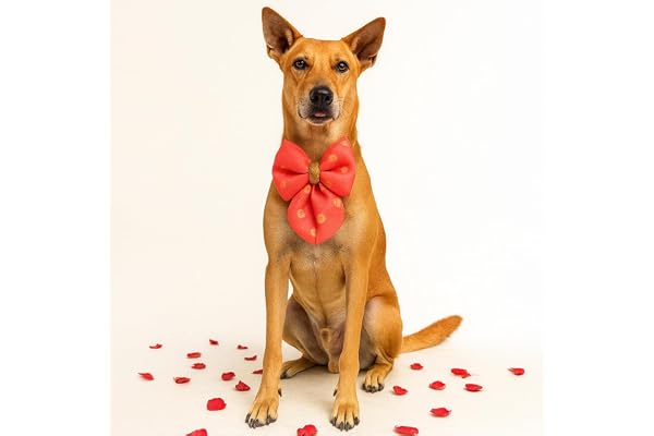 That Dog In Tuxedo Festive/Wedding/Diwali/Rakhi - Raksha Bandhan Dog Festive Bow Tie - Gulnaar (Peach, XL)