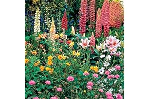 THE SEED SHED Perennial Mixture Seeds – Quick & Easy to Sow – Long-Lasting Blooms – Creates a Wonderful Fragrant Garden