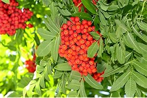 VEG SRLS ALBERO DI SORBO SPAGNOLO-SORBUS DOMESTICA - albero da frutto da esterno Ø 19 cm - h 150 cm