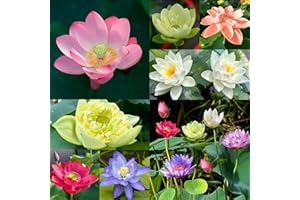 MEHRLIEBEN 50Pcs Bowl Lotus Flower Seeds, 50Pcs Mixed Colour Flower Seeds, Beginner-Friendly Water Lily Planting in Water Lotus Seed for Kitchen Garden Pond