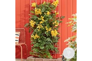 BLOOMIQUE Campsis Gold Trompete – Trompetenblume – Schlingpflanze – Winterhart – ⌀15 cm – 60-70 cm
