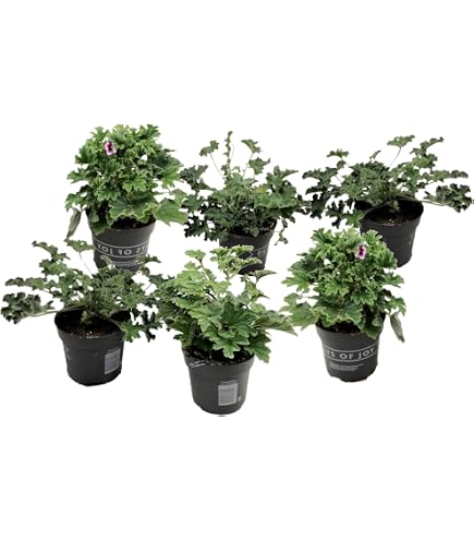 conny kramer plants Kramer's Supreme Camellia
