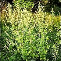 Einjähriger Beifuß - Qing Hao - Sweet Wormwood - Artemisia annua - 250 Samen