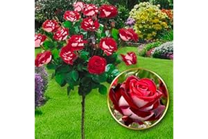 EUROPA GREEN Rosier sur tige - 120 cm de hauteur - Idéal pour Balcon, terrasse, Petit Jardin - Convient en pots et pleine terre (Osiria)