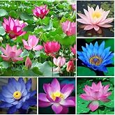 20 Adet Lotus &Ccedil;i&ccedil;eği Tohumu Nil&uuml;fer &Ccedil;i&ccedil;eği Karışık Renkli Orjinal Lotus Su ve Toprakta Yetişir