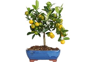 KENTIS - Calamondinorange Bonsai Träd, äkta för utomhusbruk - Citrus Mitis dvärgorange, balkong fruktväxt - Trädgårdsbonsai - H 35/40 cm, kruka 21 cm