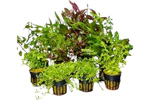 Aquariumpflanzen-Set, 5 Töpfe, gemicht für Vorder-, Mittel-, und Hintergrund, Wasserpflanzen Set