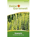 Rosmarin Samen (Mehrjährig) | Rosmarinsamen | Saatgut für Rosmarin-Pflanzen | Kräutersamen