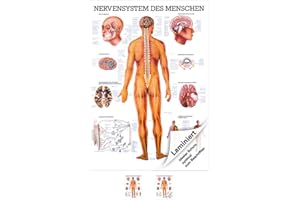 RÜDIGER Sport-Tec Das Nervensystem Lehrtafel Anatomie 100x70 cm medizinische Lehrmittel