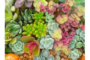 GROW YOUR SECRET GARDEN Sedum, Dachbegrünung, 50 Samen Mischung (Sedum Mixed)