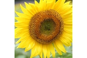 ZHOUBAA Semi da piantare, 20/50 semi giganti di girasole Heliantho, fiore di casa, giardino, piante ornamentali – 20 pezzi semi di girasole