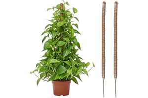 Wigearss 2 Pièces Tuteur Plante Grimpante en Coco sur Piquet, Support de Croissance de Plantes Grimpantes, Poteau Pliable en Coco de 4 mm de Largeur pour Jardin et Plantes Monstera, 60 cm