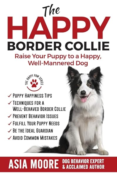 raising a border collie