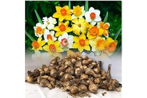GARTHWAITE NURSERIES® : - UK Stockist. 5KG Mixed Daffodil/Narcissus Bulbs from Our Best Varieties Fantastic Value Spring