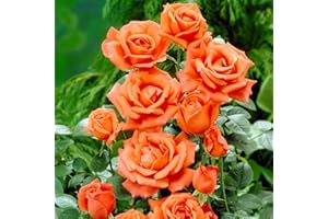 BLUE MAGIC DESIGN 1 Orange Climbing Rose Bare Rooted Plant Bush, 30-40cm Tall Fragrant Shurb, Trellises Outdoor Landscape Aroma Flowers Archway Garden Fences Pergola