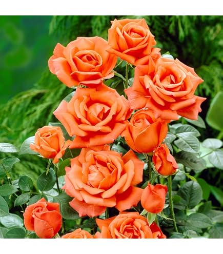 Rosa Xanthina 'Canary Bird' – 30 Graines De Rosier Jaune Mandchou – Fleur Jaune Vif, Facile à Cultiver, Rosier Arbustif Résistant