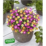 BALDUR-Garten Winterharte Eisblumen Summer Mix, 3 Pflanzen Delosperma