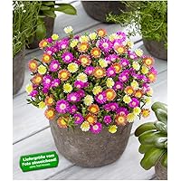 BALDUR-Garten Winterharte Eisblumen Summer Mix, 3 Pflanzen Delosperma