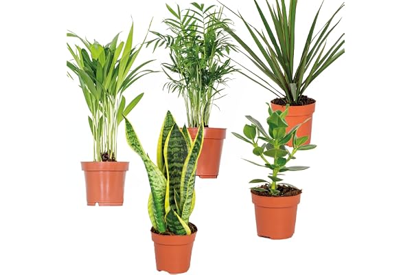 Bloomique - Mélange Facile à Entretenir x5 - Chamaedorea, Sansevieria, Clusia, Dypsis, Dracaena - Hauteur 20-40 cm - Pot 12 cm