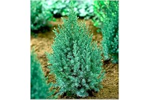 GrowOn Shrubs [2 Litre] Dwarf Conifer Juniperus Chinensis 'Pyramidalis' (Stricta) | Evergreen Shrub | Outdoor Garden Ready Plant