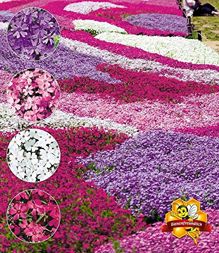 BALDUR-Garten Phlox-Mix „Flowers of the Sea“,4 Pflanzen - 2