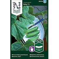 Minigurken Samen Baby F1 - Nelson Garden Gemüsesamen - Snackgurken Samen Saatgut (5 Stück) (Einzelpackung)