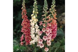 THOMPSON & MORGAN Digitalis (Foxglove) Excelsior Garden Plant Hardy Biennial Flowering Garden Plants Easy to Grow Your Own 15x Garden Ready Plants by Thompson and Morgan