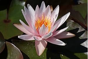 ZAC Wagner Pfirsichfarbene Zwergseerose Nymphaea Pygmaea Michael Berthold wunderschöne Seerose Teichpflanze Schwimmpflanze